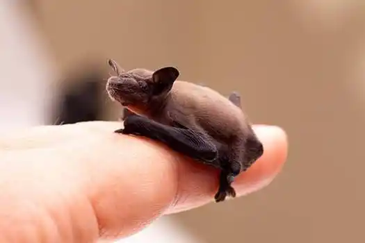 基蒂氏猪鼻蝙蝠是世界上最小的哺乳动物之一(图片来源:reddit)