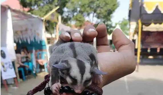 蜜袋鼯多少钱一只_最新宠物蜜袋鼯价格_极爱宠物网