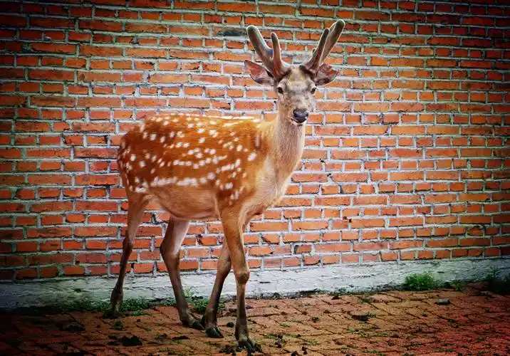 这里的人幸福指数太高原因竟是这漂亮的梅花鹿