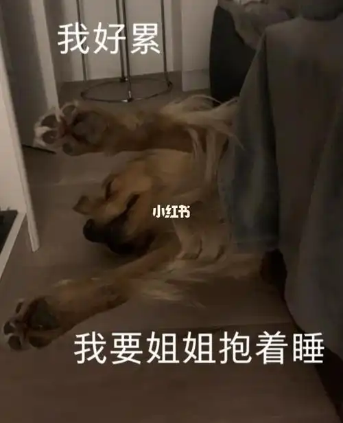 今日狗狗表情包分享