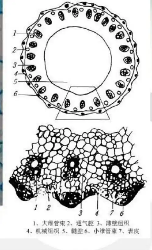 晚秋·晋祠水稻收割季