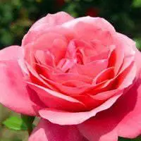 蔷薇花女性微信头像点击鼠标右键下载