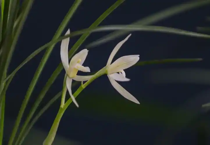 幽静深处兰花香