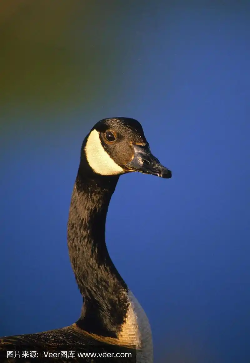 加拿大黑雁,自然,垂直画幅,野生动物,彩色图片