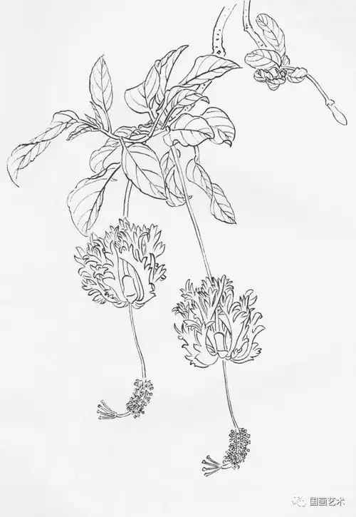 白描花卉写生的观察|牡丹|荷花|叶子|植物_网易订阅