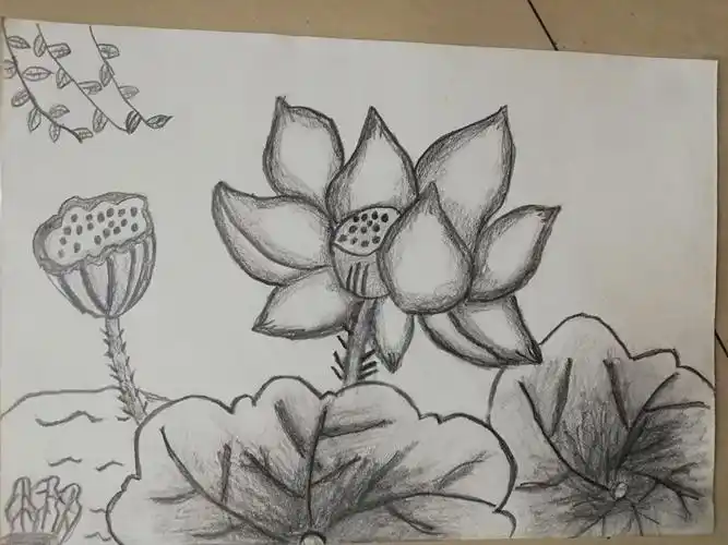 【一诺书画】龙泉东校二年级卡通素描〈荷花〉