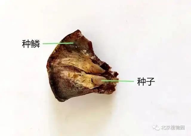 白皮松的种鳞和种子