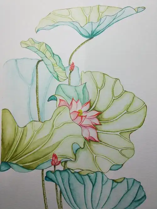 荷花,水彩练习