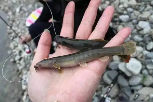 而我最喜欢的还是一种叫做"钢鳅"的小鱼.