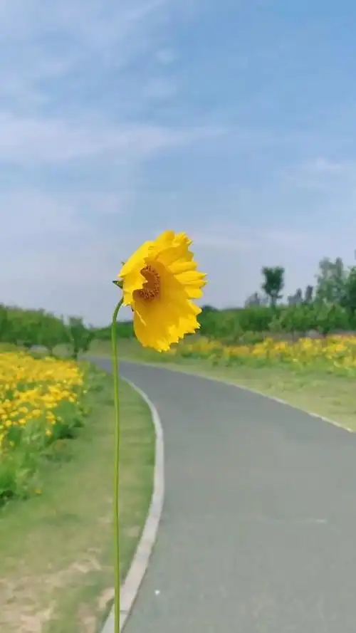 心情要好,生活要嗨,开心就笑,累了就睡觉,生活不一定很酷,但一定要有