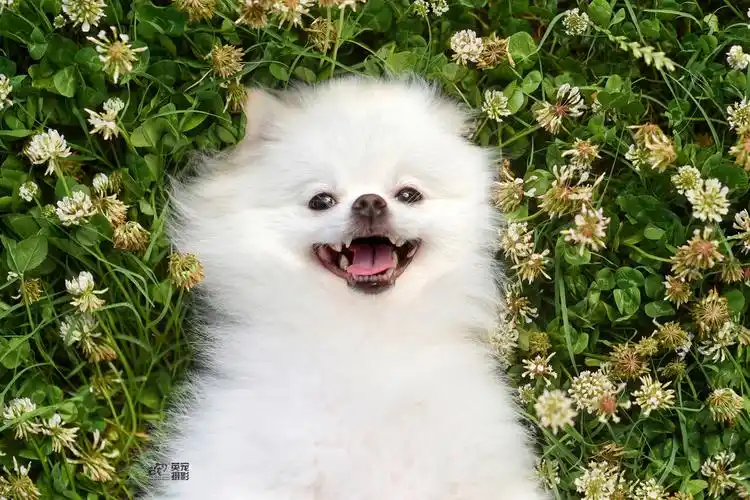 这个孩子的笑容真的太有感染力了