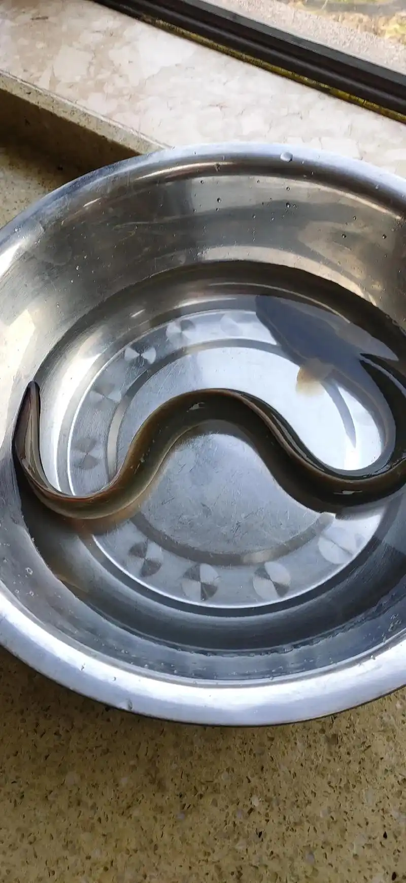 野生河鳗 - 天涯海角一 - 抖音