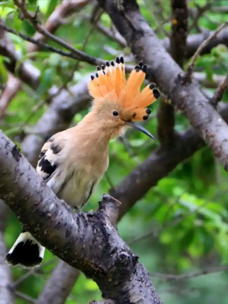 美丽,可爱的戴胜鸟2020年5月在小区花园拍摄的戴胜鸟, - 抖音