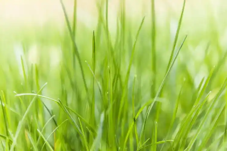 春天绿色植物背景图片公路蓝天太阳主图背景春天小清新花卉背景图片