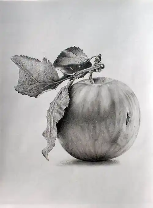 素描图片静物 静物素描 - 水彩迷