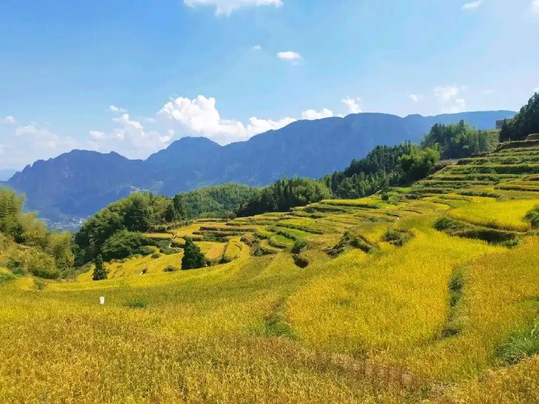 太阳东升西落唯你至死不渝