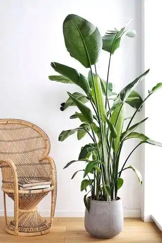 伽罗jalo 绿植-尼古拉鹤望兰