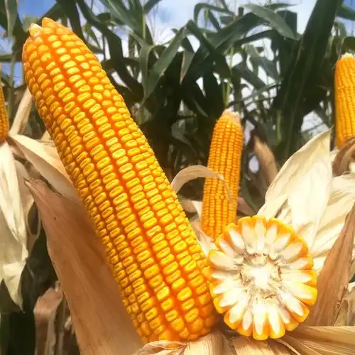 曲辰39号高产大穗大粒玉米品种西南南国抗病粮油作物种子