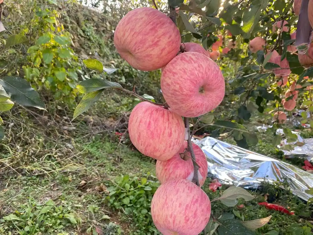 优质苹果苗纯2001,保证纯,自家果园实拍 - 抖音