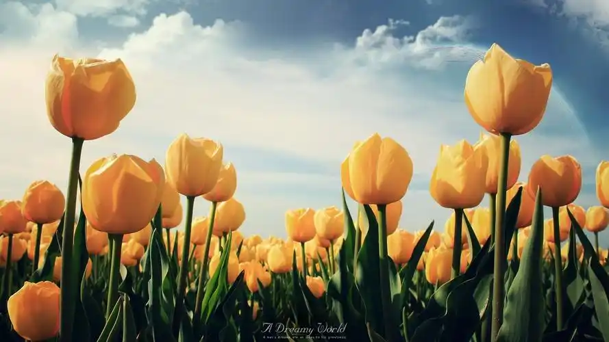 精选清新的绿色植物好看花卉图片护眼桌面壁纸高清