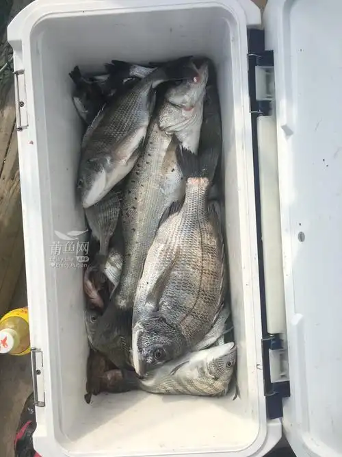 海钓野生黑鲷鱼需要的朋友可以联系我