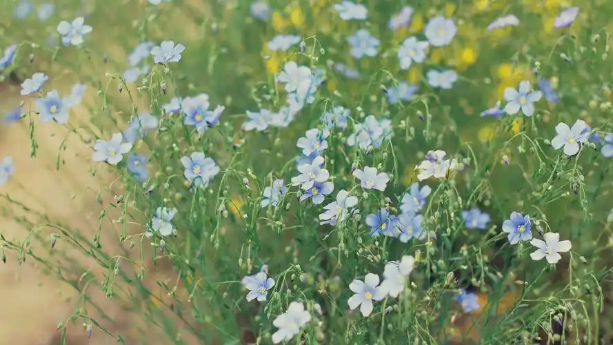 壁纸 花田,小蓝花