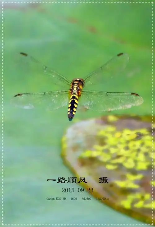 蜻蜓点水瞬间抓拍