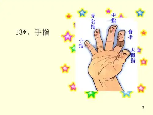 五年级手指ppt课件