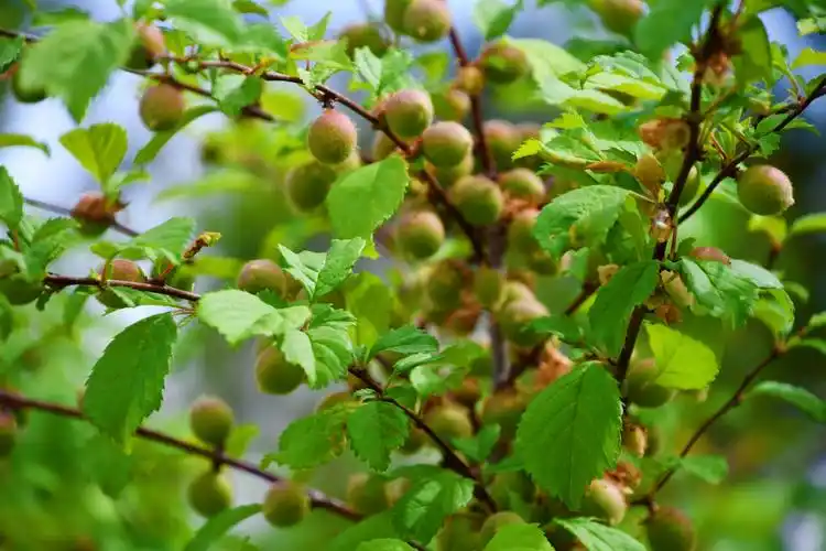 榆叶梅果实原创拍摄