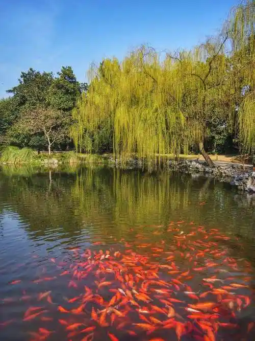 西湖十景之花港观鱼——一个不只有鱼的景区!