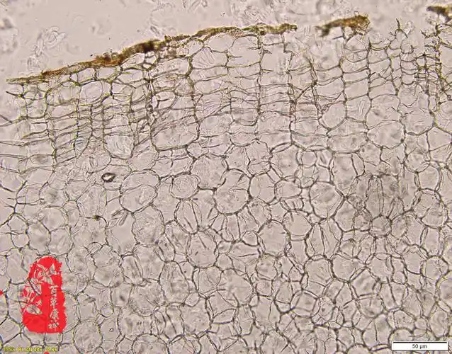 莪术木栓细胞↑莪术皮层,内皮层,中柱鞘维管束