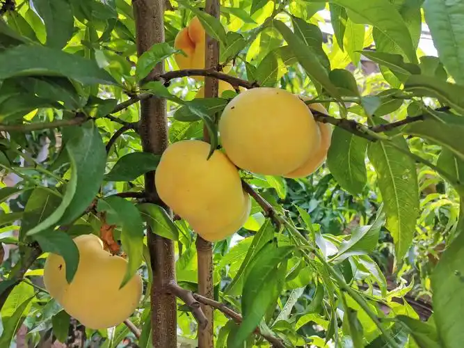 67返乡创业他种的蟠桃远销北京今年收入100多万元没有问题