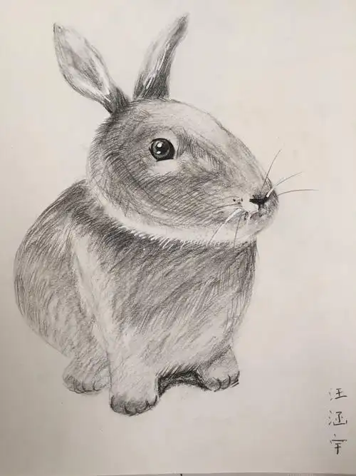 素描画兔子