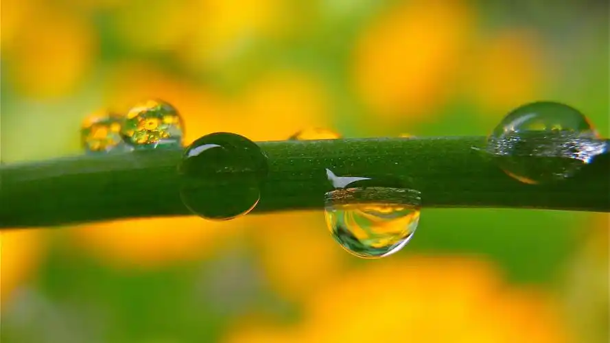 苹果mac高清绿色植物护眼电脑桌面壁纸(一)高清大图预览1920x1080_风