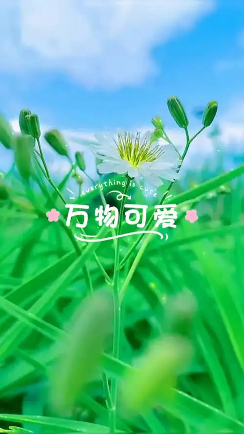 万物可爱
