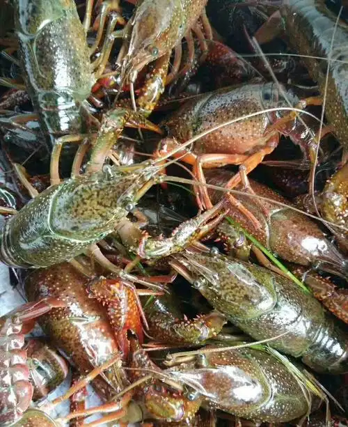 0-5.6硬规格 人工养殖 小龙虾主养 活虾