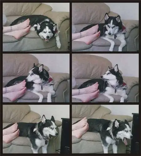 二哈闻到主人臭脚后的表情,笑喷了