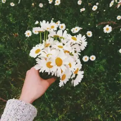 小清新唯美白色花朵意境风景头像