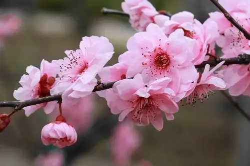 有一种梅花叫"美人梅"