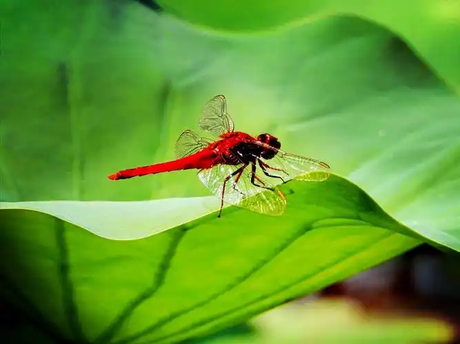荷中的小蜻蜓 - 美篇