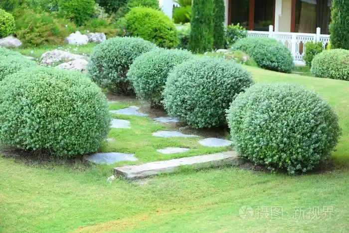 花园里的美丽茂盛灌木丛