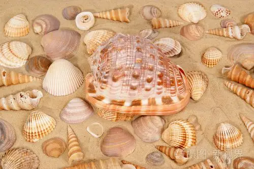 在沙滩上的大贝壳