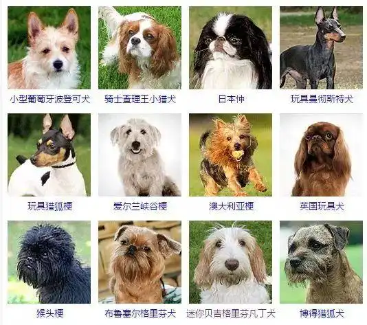 一篇文章让你了解狗的所有种类 - 宠物趣闻 - 新闻资讯 - 安徽大嘴狗