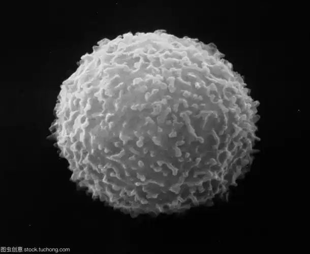 《工作细胞》 - 美篇