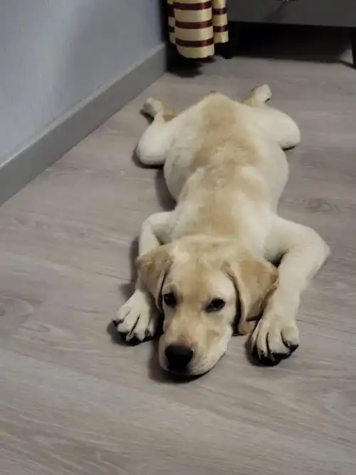 狗狗生病了大家救救我