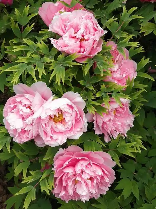 洛阳牡丹甲天下