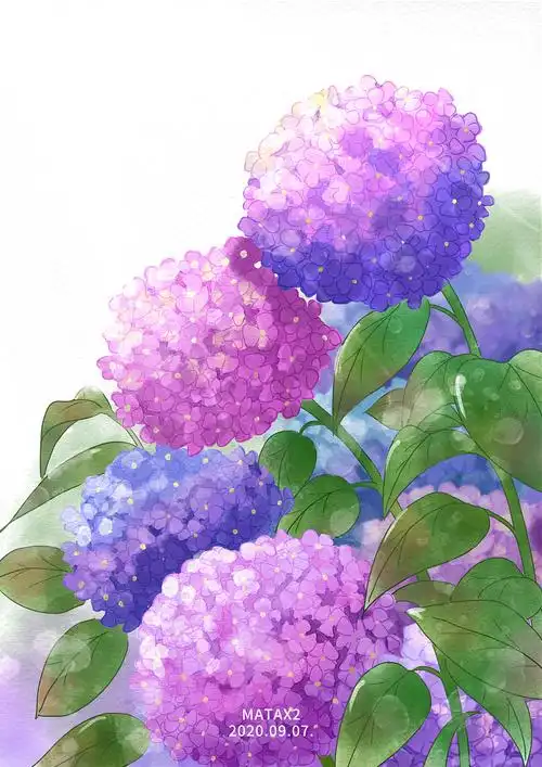 绣球花