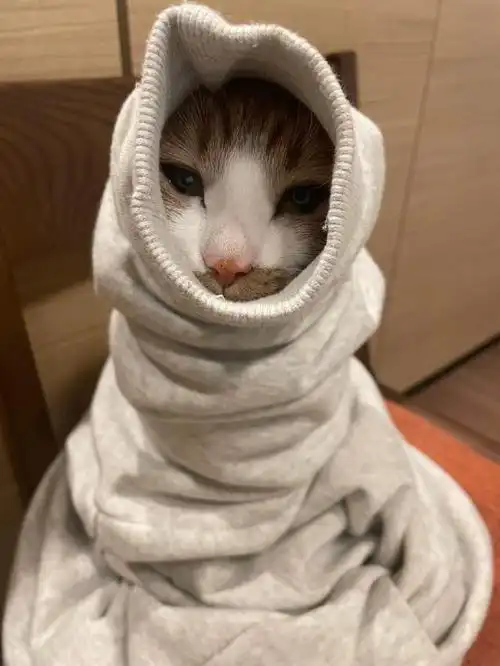 猫是怕冷的动物当感觉冷时会有5个标志