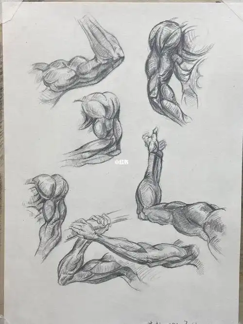 绘画  #素描  #肌肉练习  #美术  #临摹