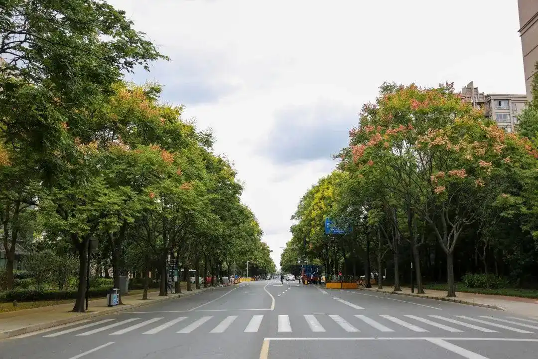 申城栾树进入花期,来徐汇这条道路欣赏一树一树的花开吧!